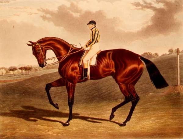 'Bay Middleton' winner of the Derby in 1836 by John Frederick Herring, Sr.