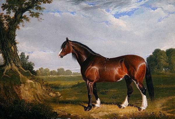 A Clydesdale Stallion, 1820 by John Frederick Herring, Sr.