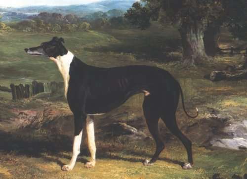 Greyhound by John Frederick Herring, Sr.