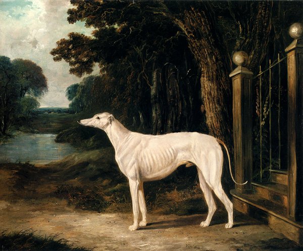 Vandeau, A White Greyhound