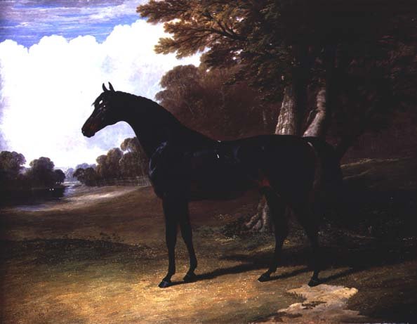 Gaucus, a dark bay horse in a wooded landscape