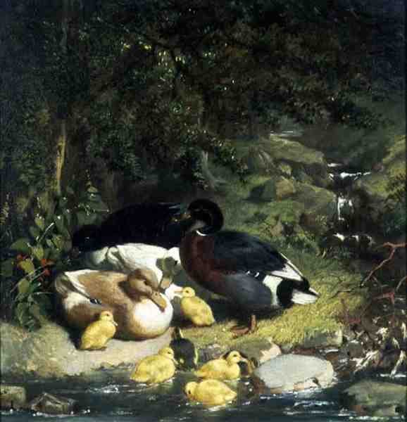 Ducks and Ducklings (2)