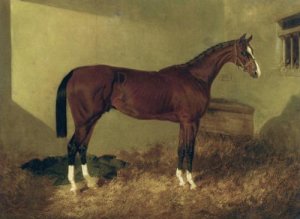 Aristides A Bay Colt 1844