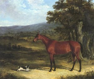 Bay Colt Chorister 1831