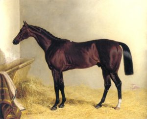 Bay Colt Chorister 1831