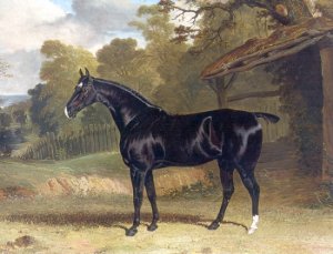 Black Tom a Black Hunter Beside a Stable 1830