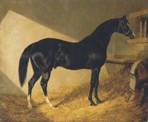 Camel Winner 1826 Port Stakes 1844