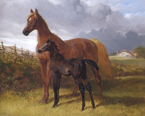 Chestnut Mare And Foal