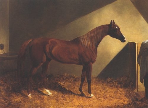 Chestnut Racehorse In Stall