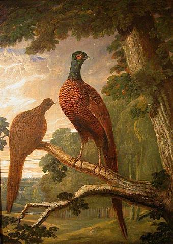 Cock and Hen Pheasant on a Roost