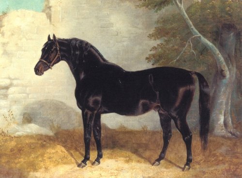 Dark Bay Racehorse in Courtyard