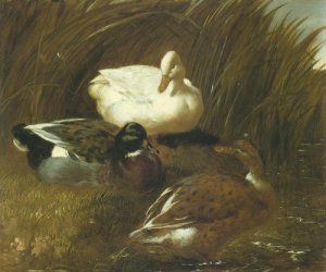 Ducks And Ducklings 2