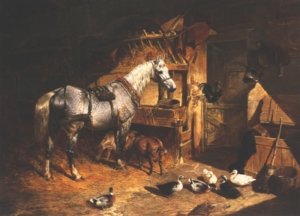 Grey In A Stable With Ducks and Goats