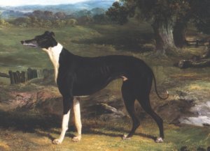 Greyhound