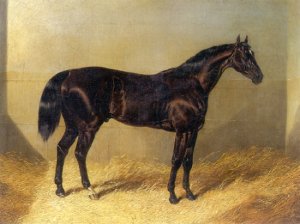 Saddler Dark Bay Racehorse in Stable