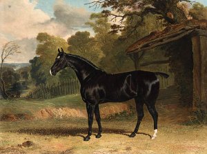 Birmingham, winner of the 1830 St. Leger Stakes, in a stable