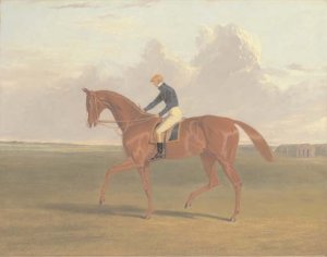 Camel, a dark bay racehorse in a landscape