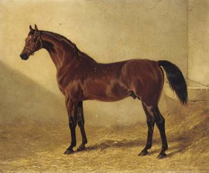 Colonel Peel's chestnut filly Vulture, with jockey up, on Newmarket Heath