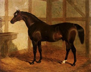 Partisan, A Dark Bay Racehorse In A Stable