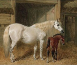 A Grey Mare And Her Foal In A Loose Box