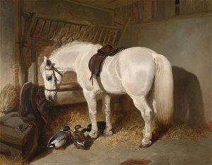 A grey pony in a stable with ducks