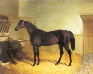 Charles XII a Brown Racehorse in a Stable