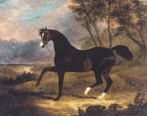 Dark Bay Racehorse in Landscape