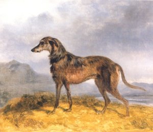 Scottish Deerhound