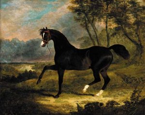 Camel, a dark bay racehorse in a landscape