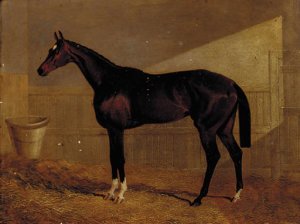 Lucetta, a bay racehorse in a stable