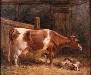 A Cow And Calf In A Stall