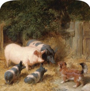 Farmyard Gossip